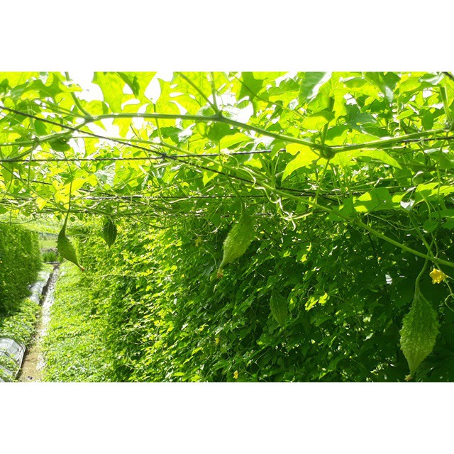 Hạt Giống Khổ Qua Rừng (Mướp Đắng) 1G